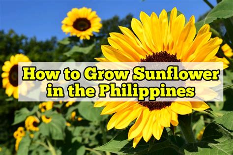 How to Grow Sunflower in the Philippines – Rockets Garden.